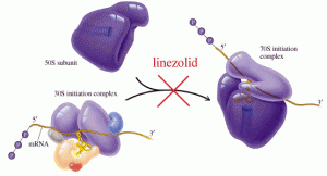 Tác dụng của thuốc kháng sinh Linezolid là gì?