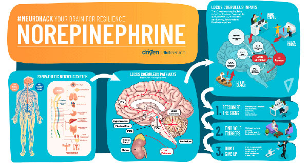 Norepinephrine: Tác dụng, liều dùng, lưu ý quan trọng trước khi dùng