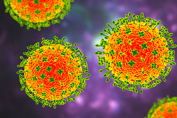 Virus Langya là một phần của họ henipavirus