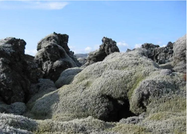 Ảnh : Địa y Iceland