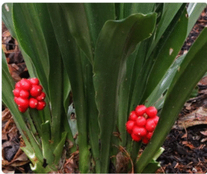 Vạn niên thanh (họ Liliaceae) – Vị thuốc thanh nhiệt, giải độc trong y học cổ truyền