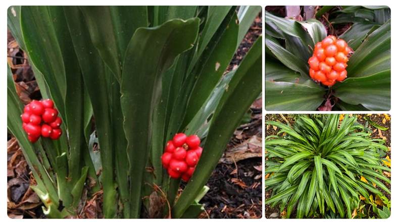 Hình ảnh cấc bộ phận của Vạn niên thanh