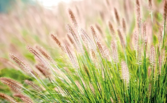 Hình ảnh cây Hoa cỏ may