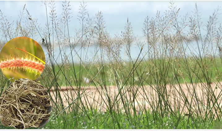 Hình ảnh: Hoa, lá và thân cây cỏ may