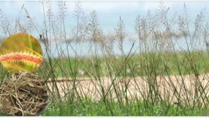 Cỏ may – Vị thuốc cổ truyền đến từ cỏ dại