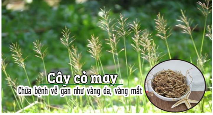 Cỏ may