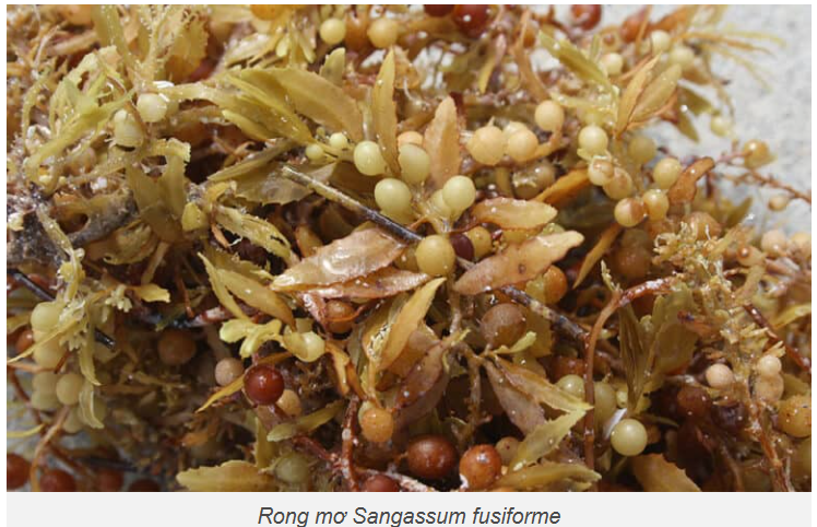 Trường Cao đẳng Y Dược Pasteur