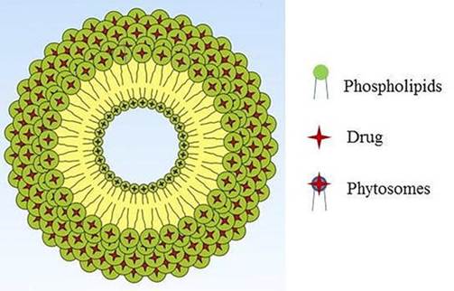 Cấu trúc Phytosome