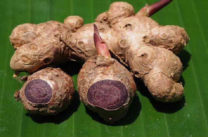 Củ là bộ phận dùng chủ yếu của Ngãi tím ( gừng đen)